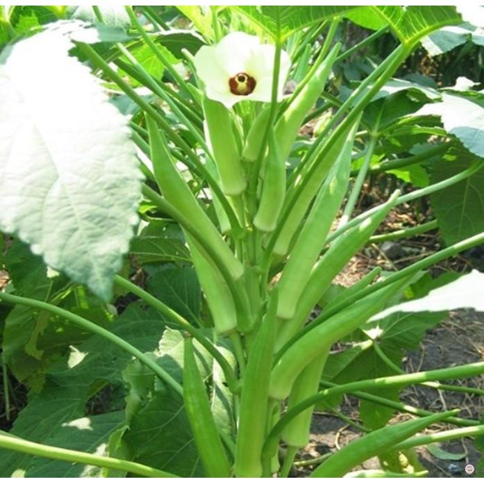 Hạt giống đậu bắp - cà bắp - gói 18 gram