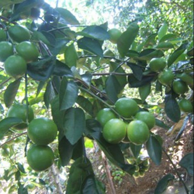 Giá Gốc - Cây chanh giấy bầu to, cây đẹp mới về.