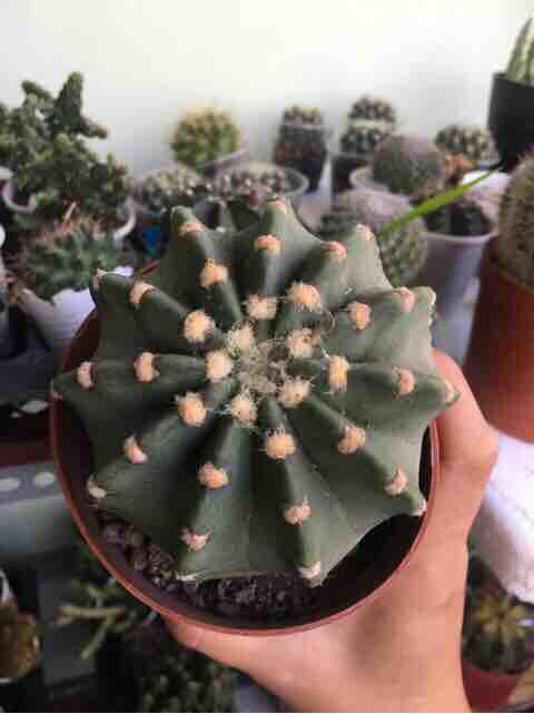 [HCM]Xương Rồng Echino gai lùn