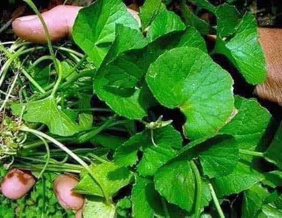 [HCM]Hạt giống rau má Phú Nông - gói 1gr