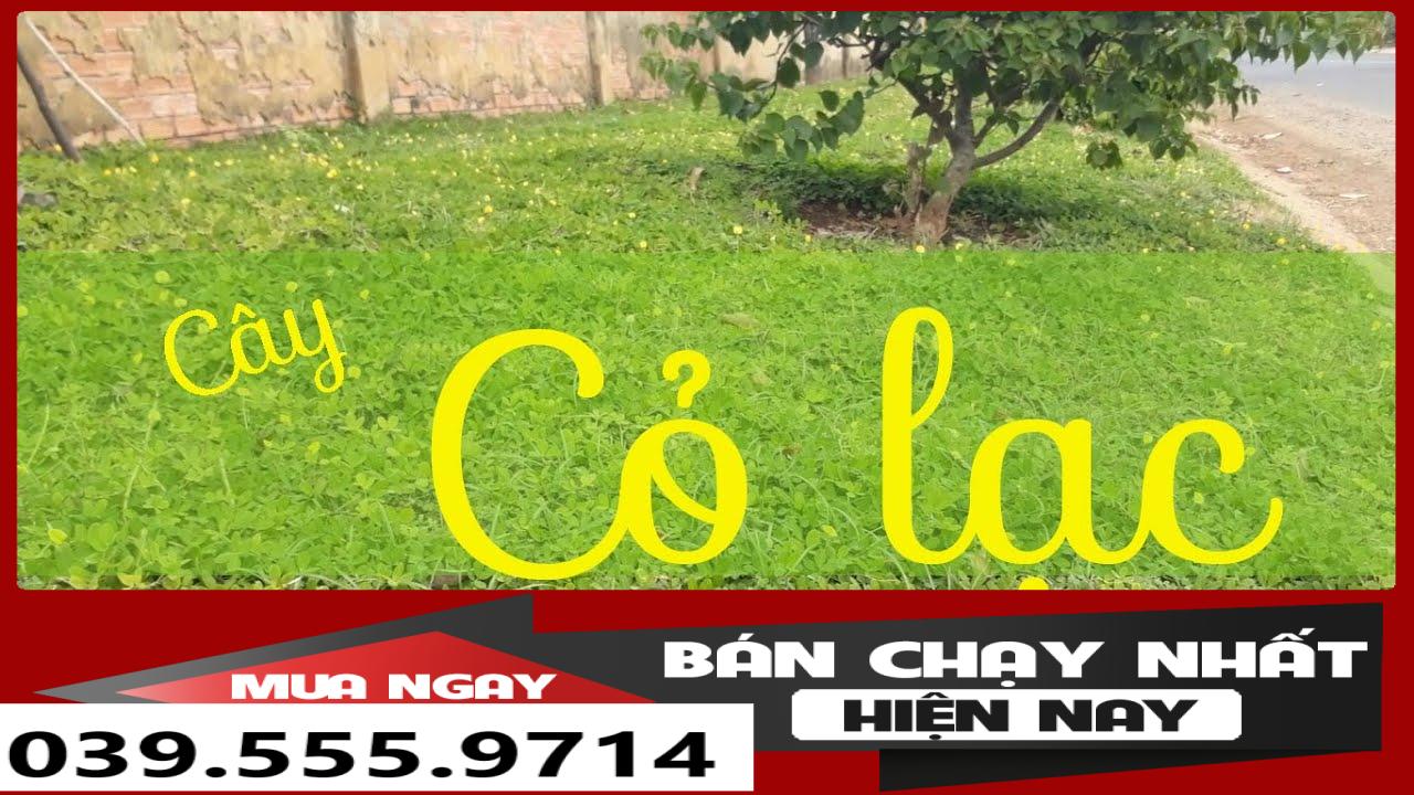 Hạt Cỏ Lạc ( Cỏ Đậu Phộng) 300 Hạt - Cỏ Thảm Sân Vườn