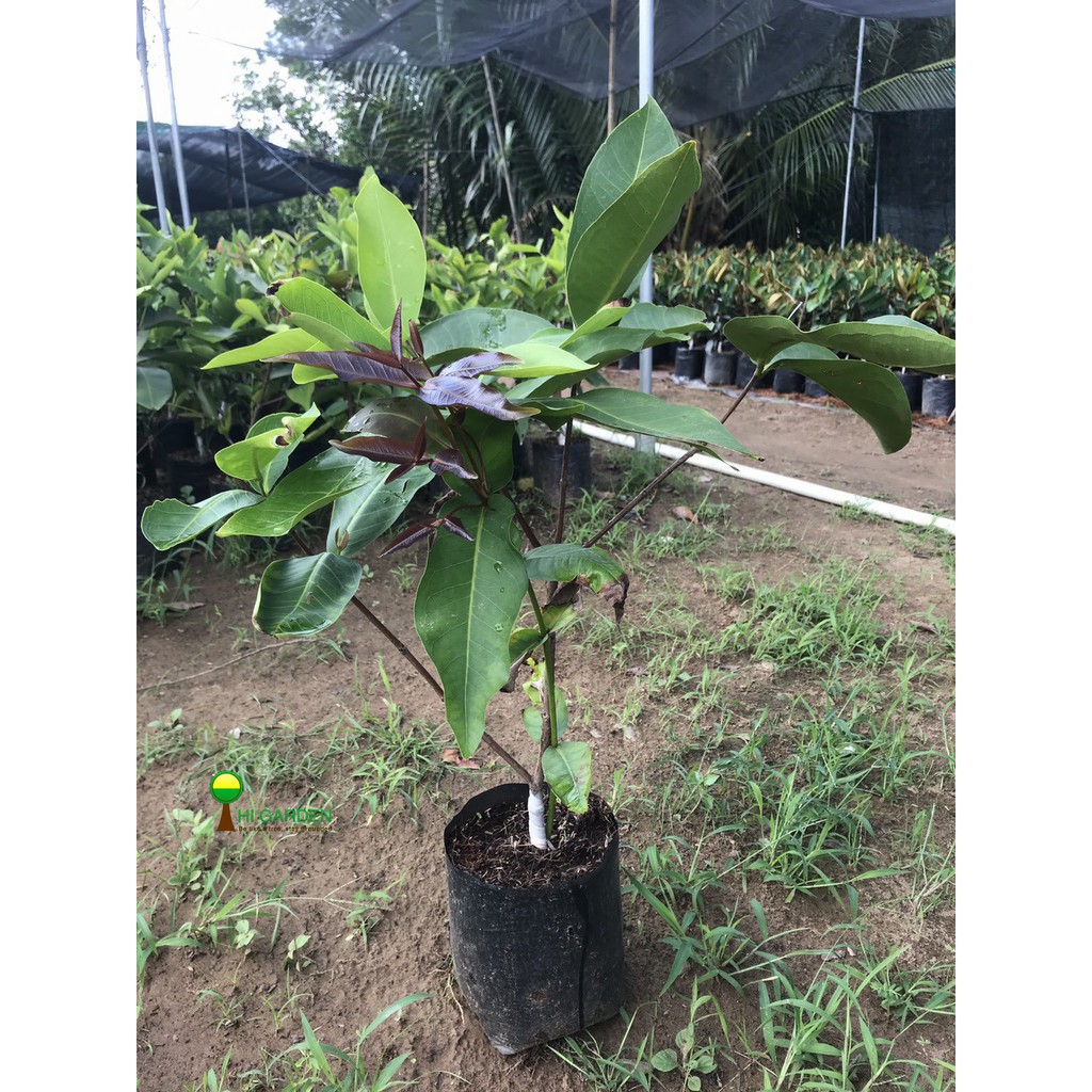 Cây mận đỏ an phước ( cây roi đỏ An Phước)- cây giống