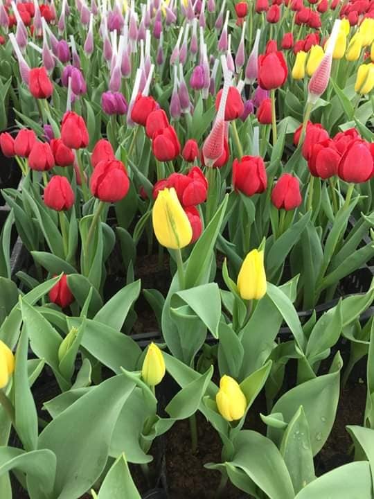 combo 5 củ giống hoa tulip-củ giống