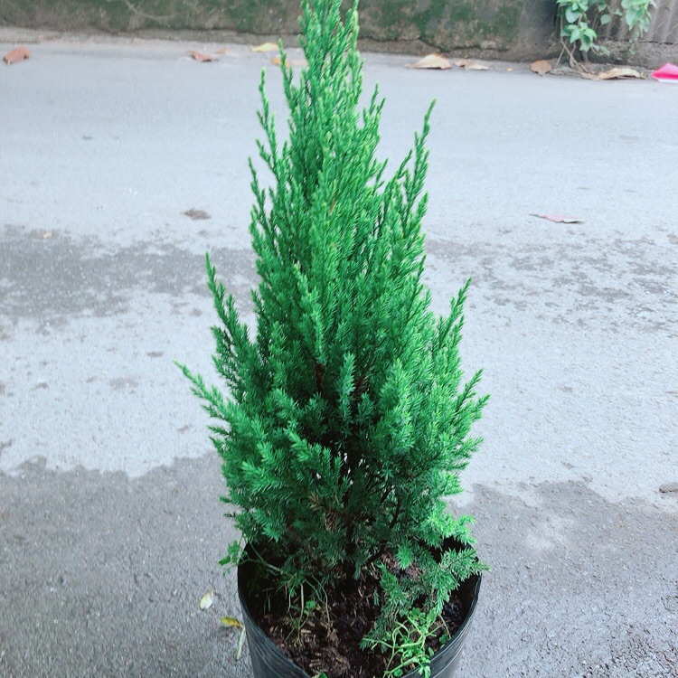 Cây Tùng (Cây Sơn Tùng)