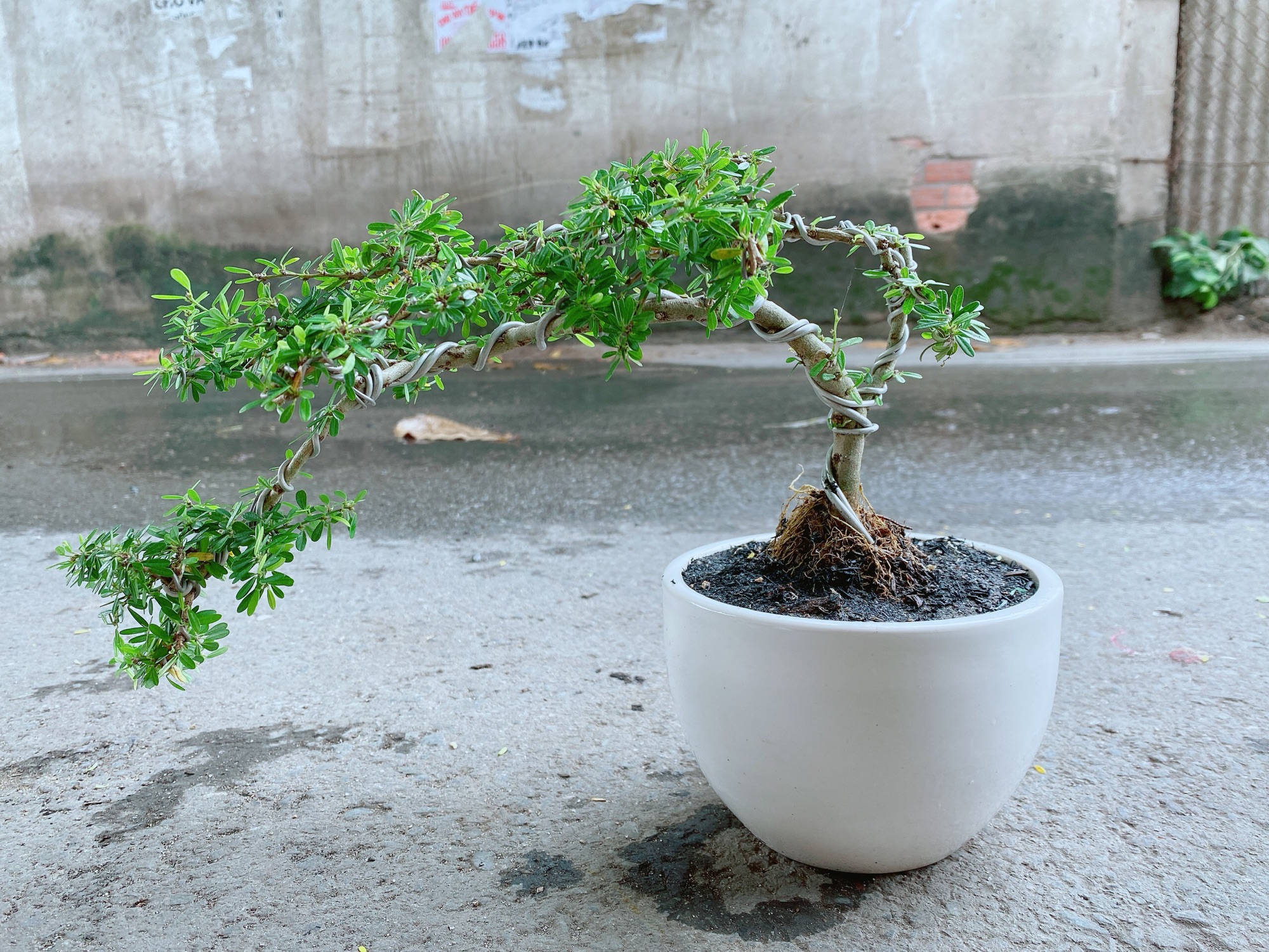 Chậu Linh Sam Bonsai