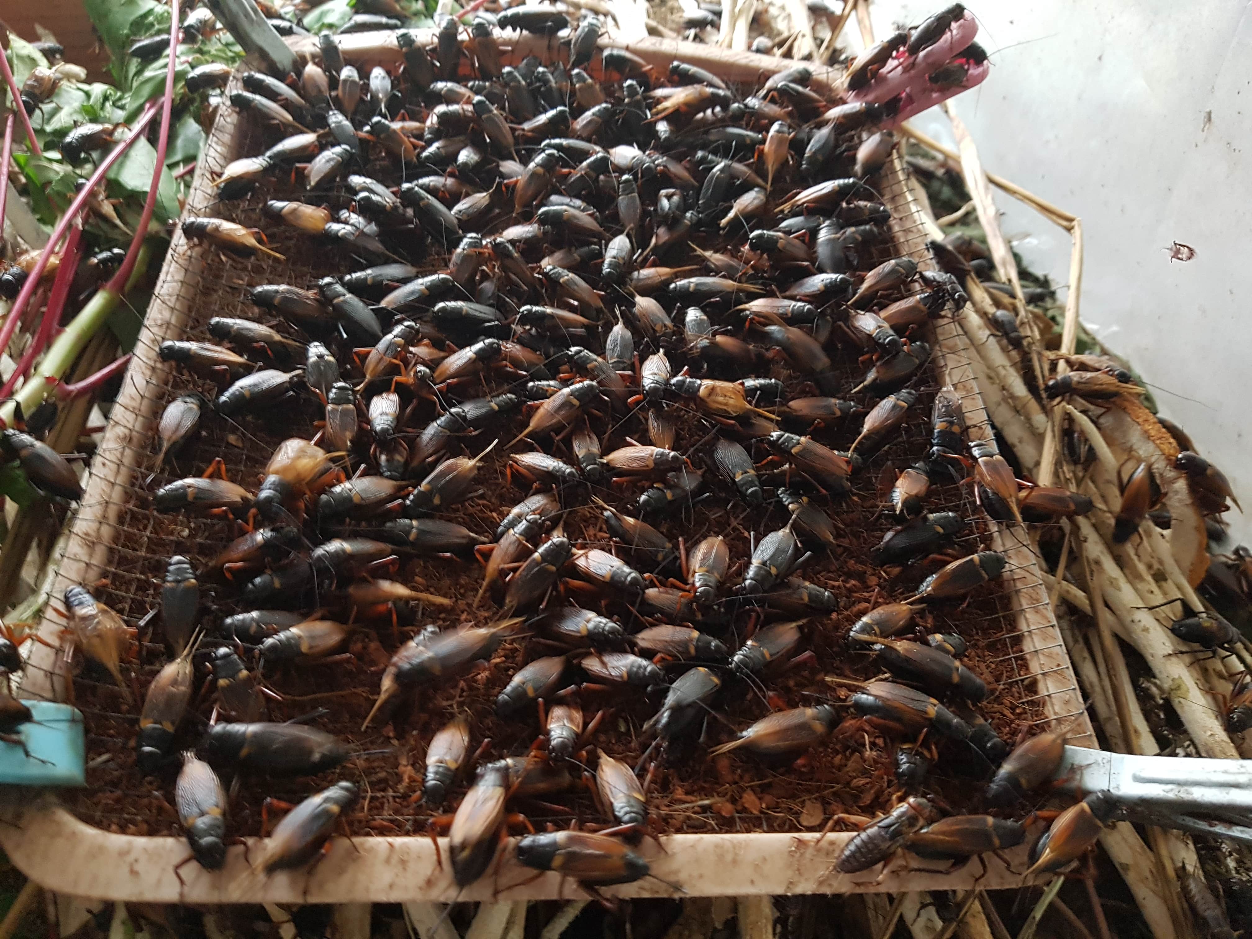 Trứng dế than