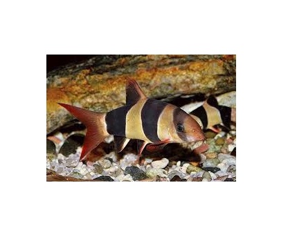 Thức ăn cá chuột Pro's choice Bottom Feeders 72g