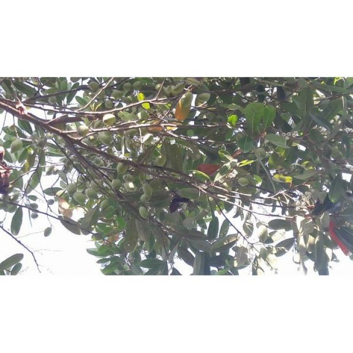 Cây giống Cà Na Thái