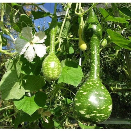 Hạt giống bầu thiên nga - gói gói 5 hạt