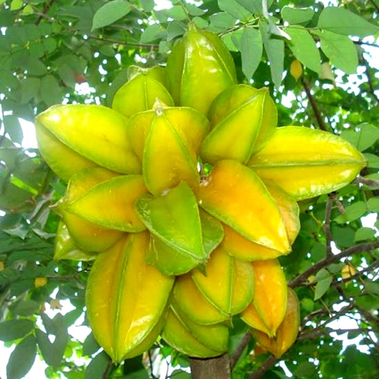 Cây khế ngọt chuẩn giống F1