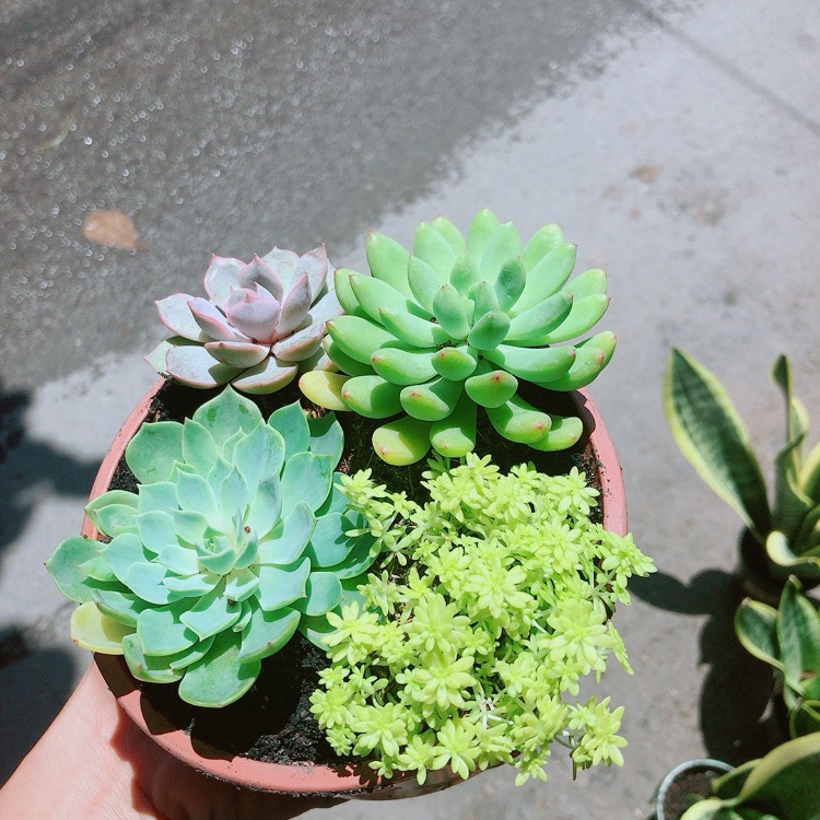 Chậu Sen Đá Mix 4 Mẫu