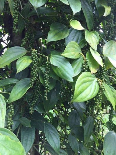 tiêu xanh ngâm mắm hũ 1kg