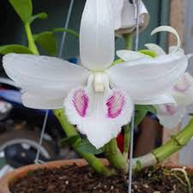 Phi điệp 5 CÁNH TRẮNG BẢO DUY (5ct)- HOA CỰC ĐẸP, HIẾM giá rẻ