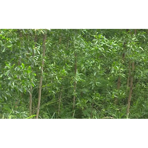 Cây Keo Lai Lá Tràm Giống Lấy Gỗ