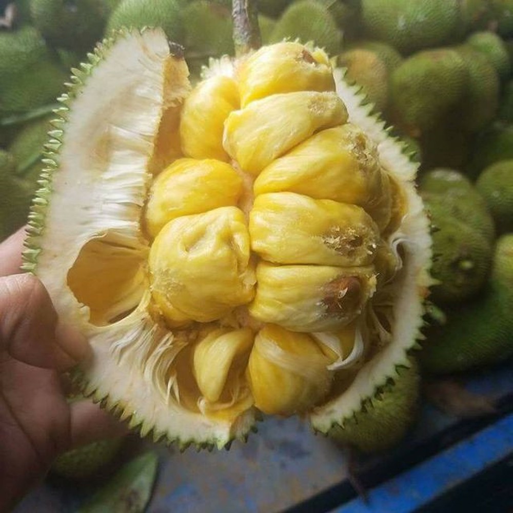 Cây Mít Tố Nữ siêu đẹp