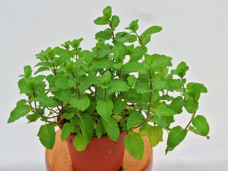 Gói Hạt Giống Cây Bạc Hà