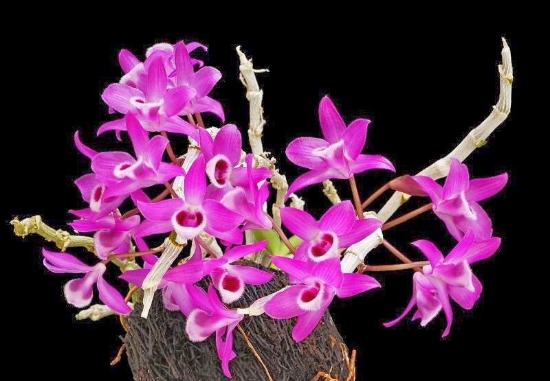 Cây giống hoa lan rừng Trầm Tím - Loại hoa lan rừng có hoa thơm ngát đang lên mầm đẹp