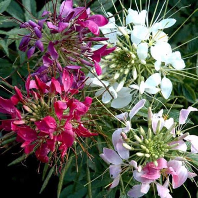HẠT GIỐNG HOA HỒNG RI MIX (CLEOME)