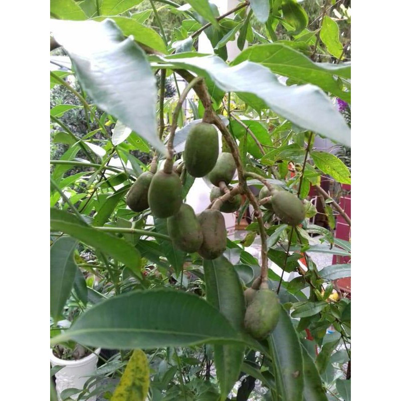 Cây cóc Thái lùn(cây đang cho trái nhiều)