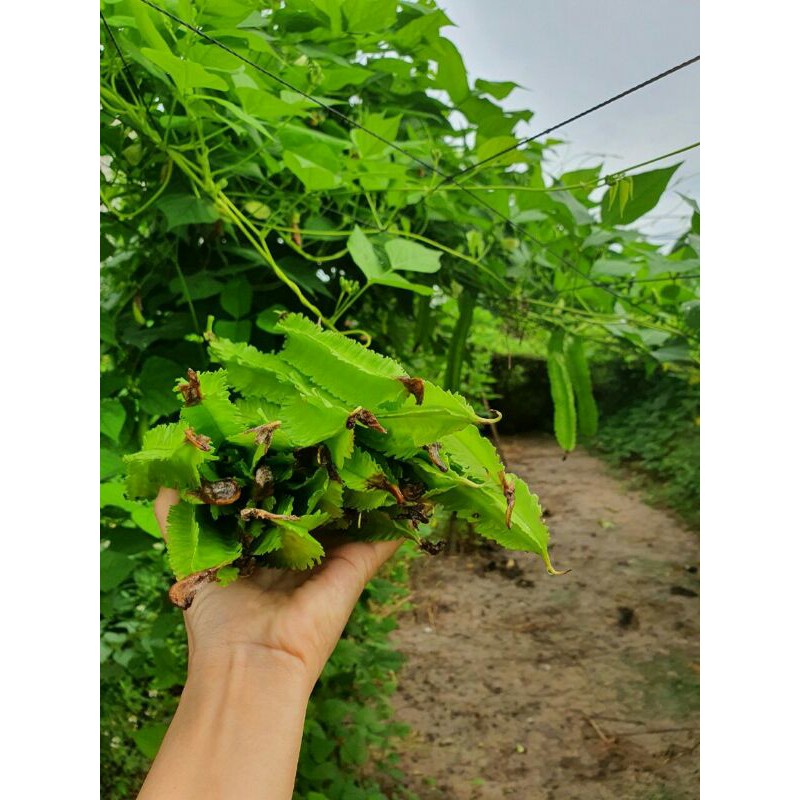 Hạt Giống Đậu Rồng Trang Nông 20gram
