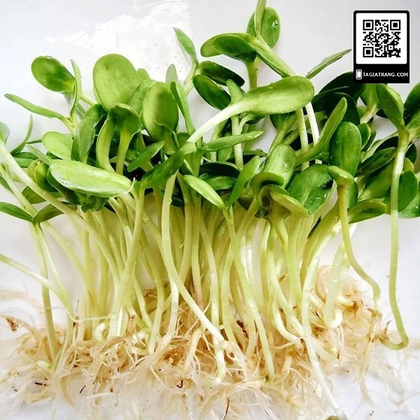 Hạt giống rau mầm hướng dương