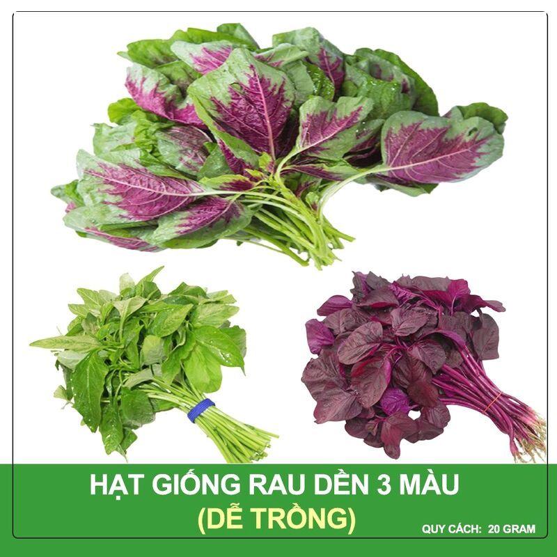 Hạt giống rau dền 3 màu, dền mix 20gr HN