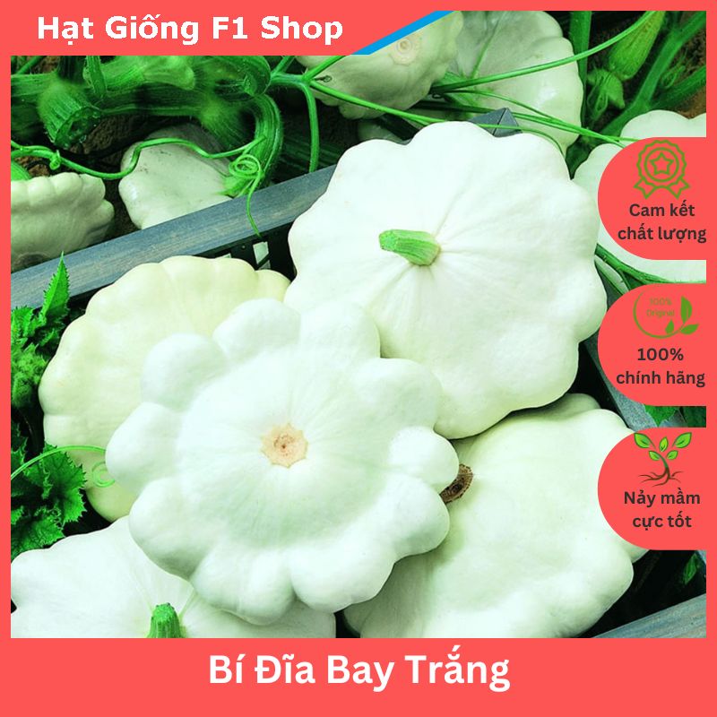 Hạt Giống Bí Đĩa Bay Trắng Dễ Trồng