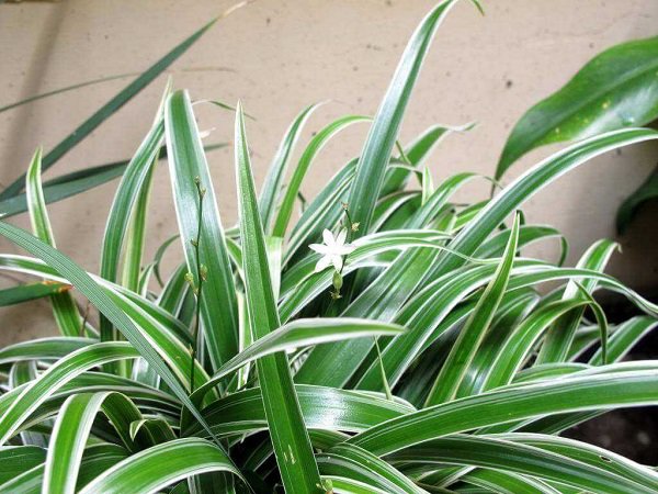 [TẶNG PHÂN BÓN] Cây cỏ lan chi (ngãi phát tài)- MH: TMM1006