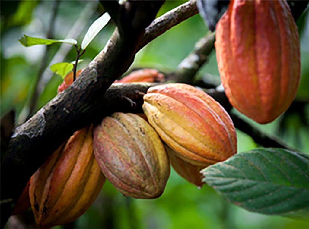 BỘT CACAO CRIOLLO HỮU CƠ PERU NGUYÊN CHẤT 200G