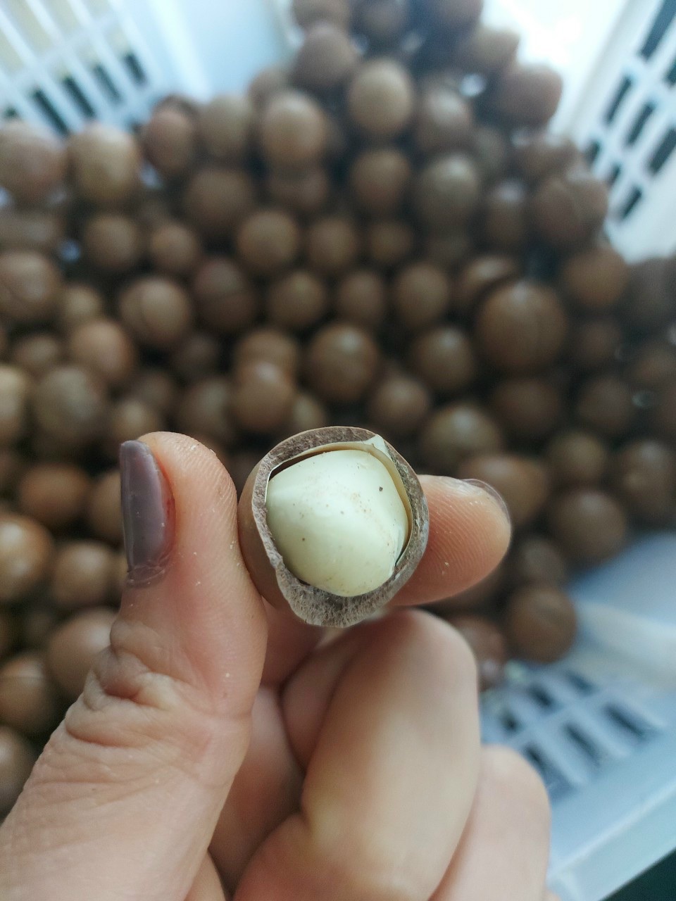 Hạt Macca Lâm Đồng Thái Châu - 500g (mua từ 2 gói)