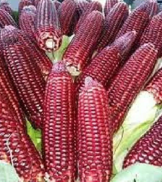 Hạt giống bắp ngọt nữ hoàng đỏ NOVA ( 1 gói 50 hạt )