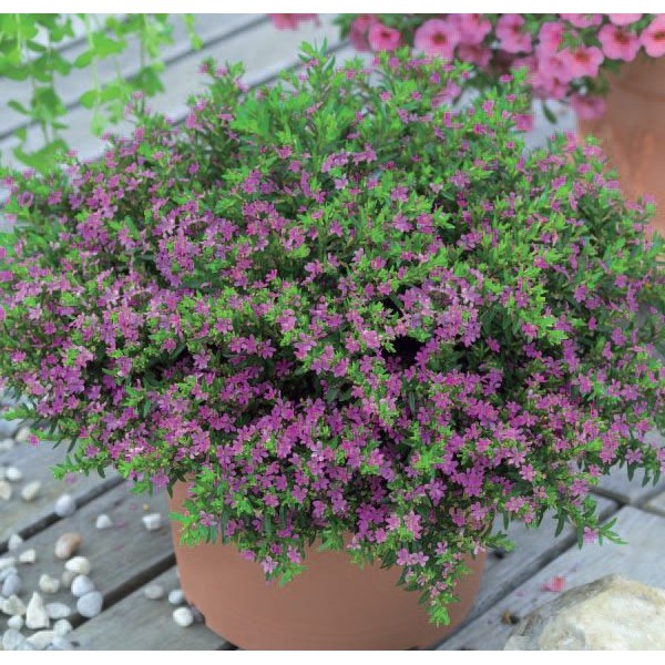 Cây Cẩm Tú Mai - Cây cảnh mini- caykiengsadec