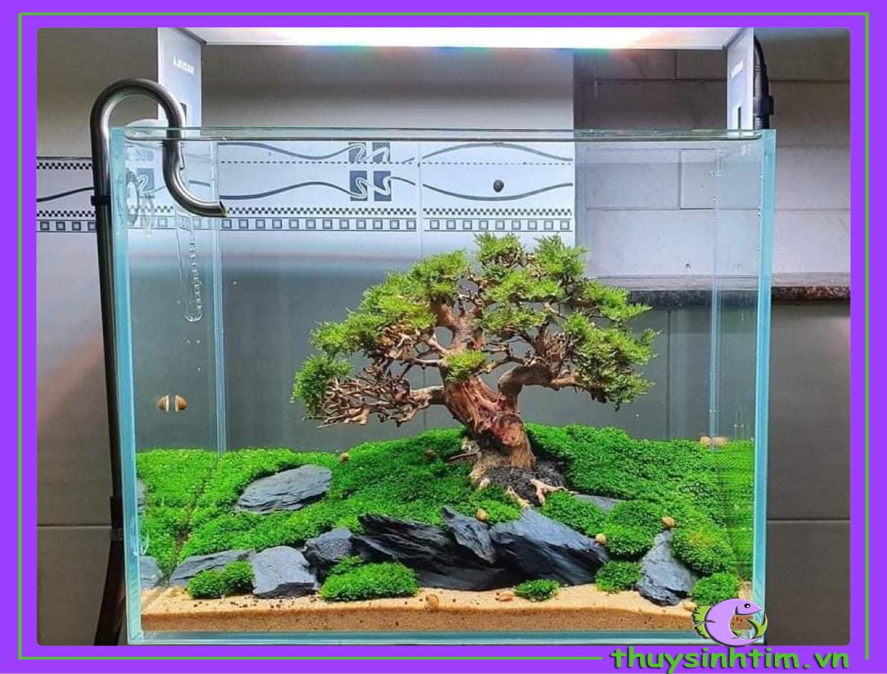Rêu Minifiss Tấc Lá Nước (5 lớp rêu, hộp 13x10cm)