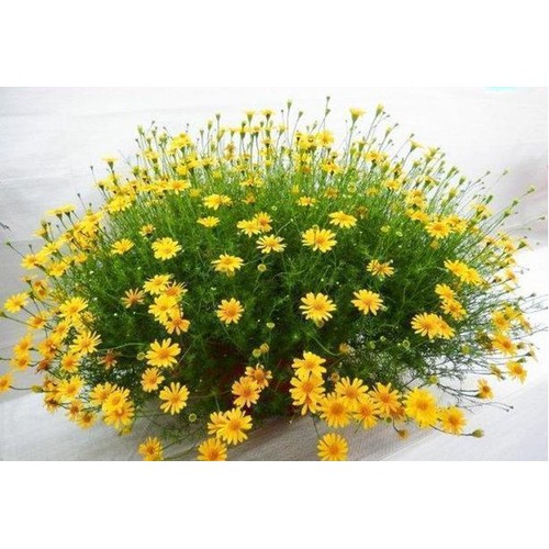 Hạt Hoa Cúc Sao Băng - Gói 0,5 Gram