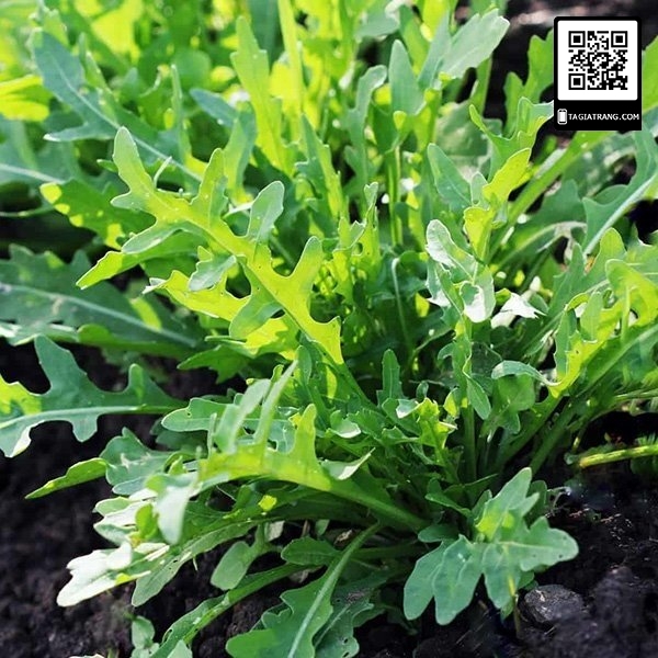 Hạt giống rau rocket (rau Arugula) - Gói 1g