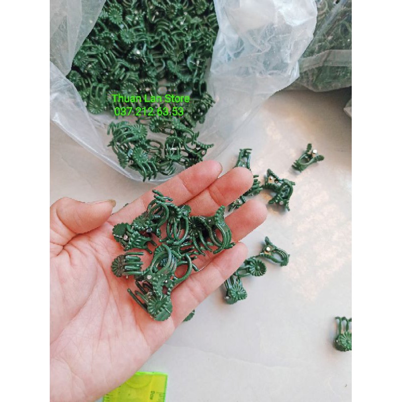 Set 100c kẹp bướm cố định lan size trung
