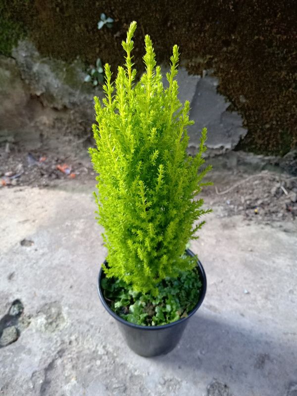 Cây tùng thơm 40 đến 60cm