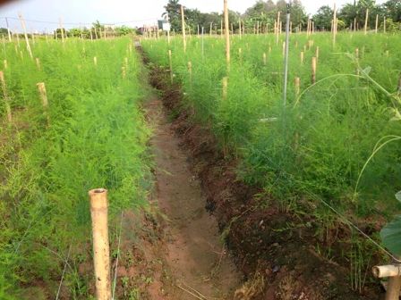 BẦU CÂY GIỐNG MĂNG TÂY XANH 1 NĂM TUỔI, SIÊU NĂNG SUẤT, SIÊU KINH TẾ