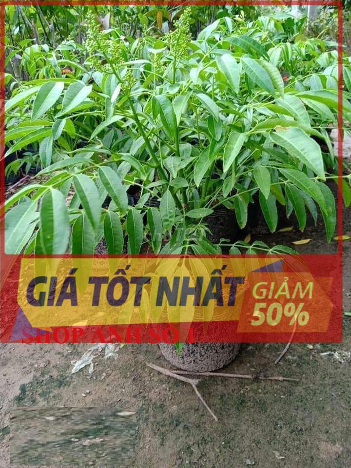 Cây CÓC THÁI ghép nguyên bầu, cây mập to khỏe, siêu sai quả, quả giòn, cam kết chất lượng