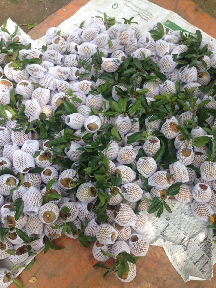 CÂY GIỐNG SAPO MEXICO