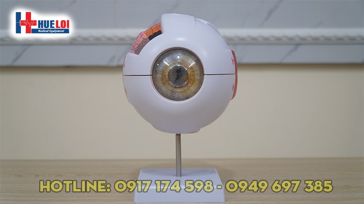 Mô hình giải phẫu mắt