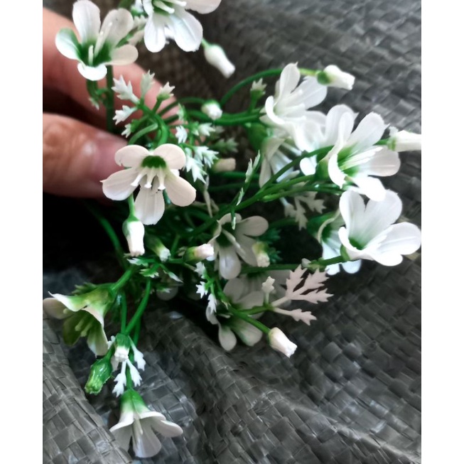 100g cỏ điểm