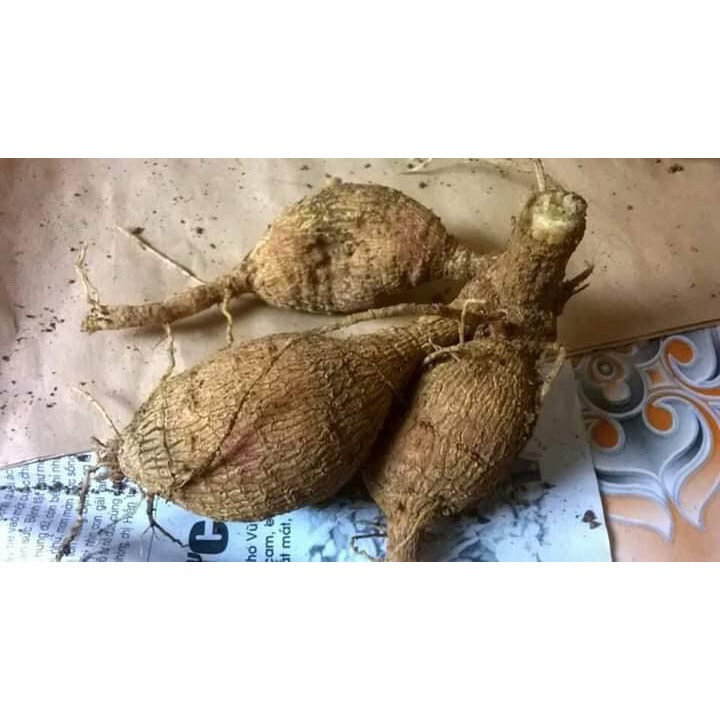 combo 5 HOA THƯỢC DƯỢC CỦ MÀU ĐỎ