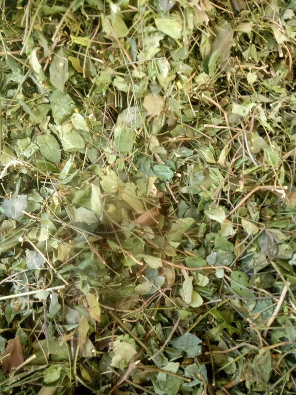 Lá chè vằng khô (1kg)