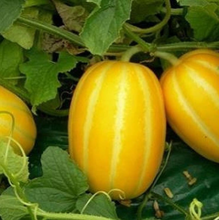 Hạt giống Dưa lê Hàn Quốc siêu ngọt - Gói 20 Hạt