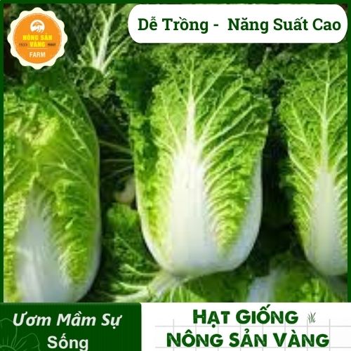Seeds Chinese cabbage-reformed needle making cost, easy to grow, suitable Climate Vietnam -shallow gold