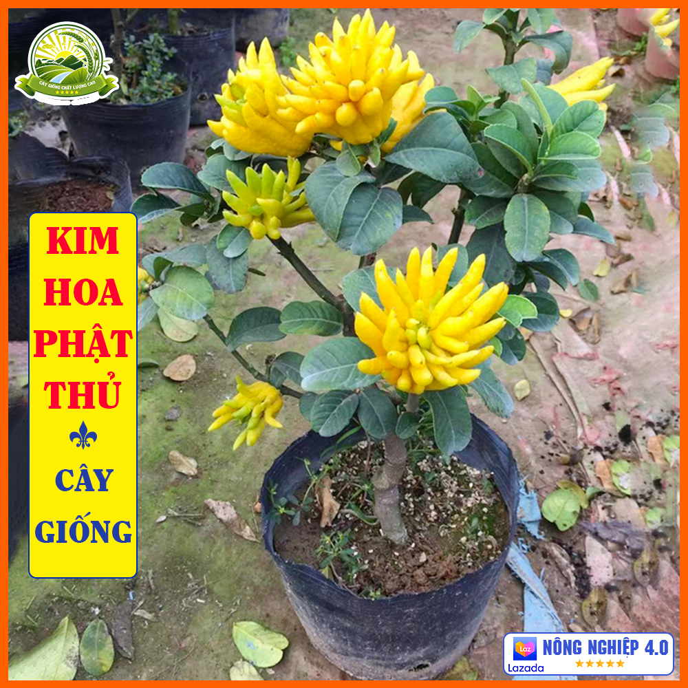Cây Phật thủ cây con chuẩn giống F1