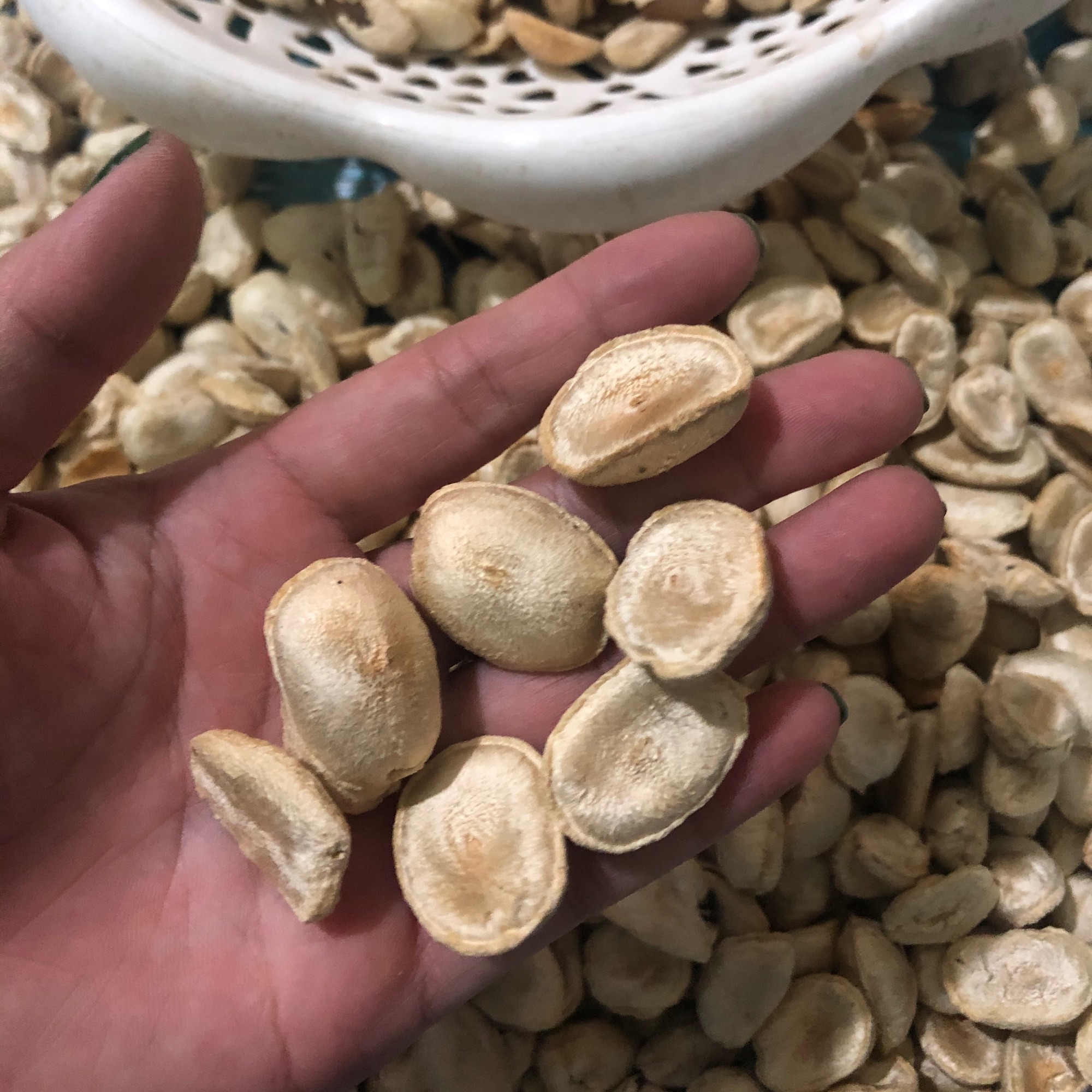 Combo 10 hạt sang ( sành)  rừng 100k