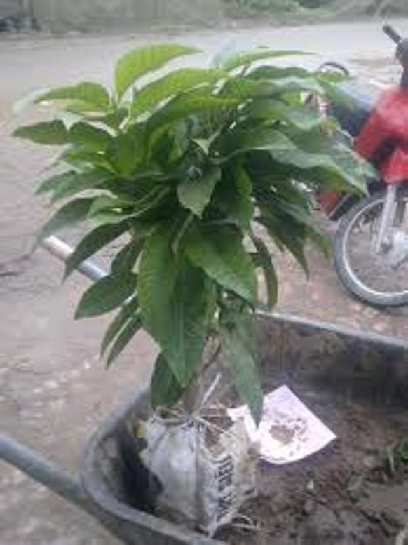 CÂY GIỐNG CÂY NGỌC LAN HOA VÀNG (CÂY HOÀNG LAN)