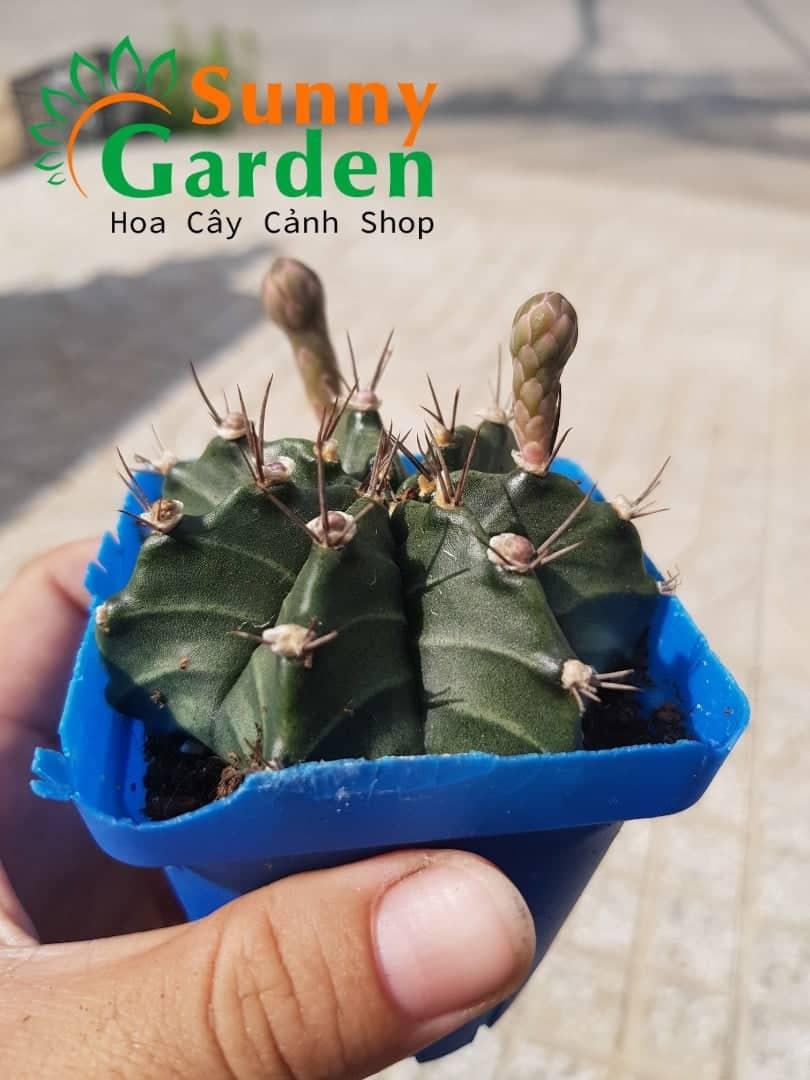 Xương Rồng Gymno 7-8cm - Đang Nụ